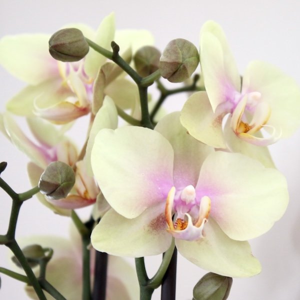 phalaenopsis